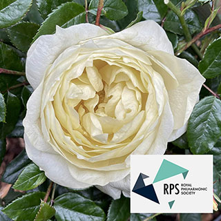 Harkness Rose 'The Royal Philharmonic Orchestra'