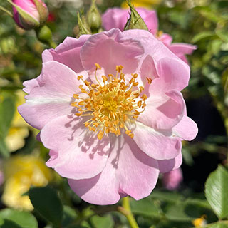 Harkness Rose 'The Lakeland' 