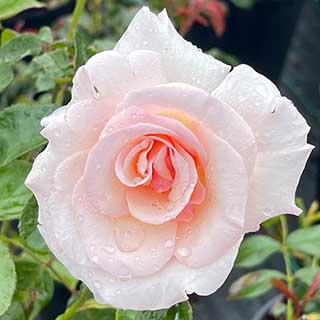 Harkness Rose 'Pearl Abundance' 