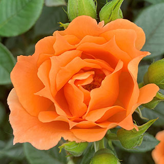 Harkness Rose 'Bridge of Sighs' Climbing