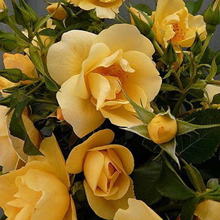 Harkness Rose 'Gardener's Gold' 