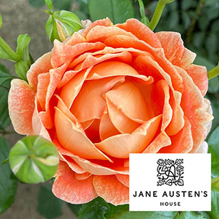 Harkness Rose 'Jane Austen' 
