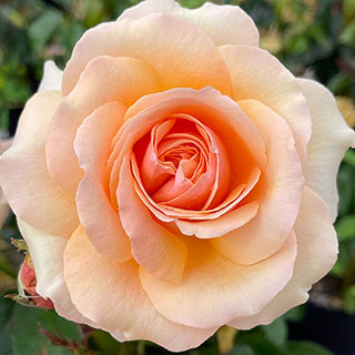Harkness Rose 'Lynda Bellingham'
