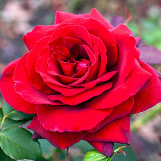 Rose 'Royal William'