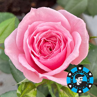 Harkness Rose 'Jennifer Rose Sell'