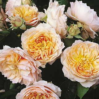 Harkness Rose 'Ginger Syllabub'