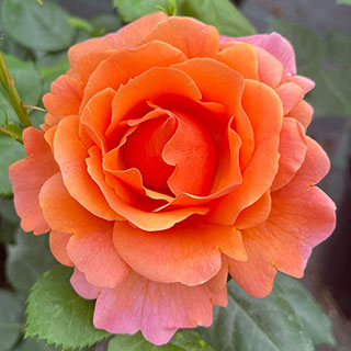 Harkness Rose 'Easy Does It' 