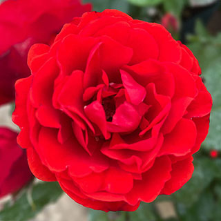 Harkness Rose 'Remembrance' 