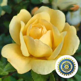 Harkness Rose 'Margarette Golding'