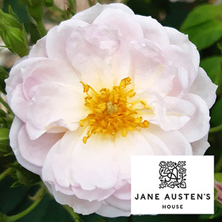 Harkness Rose 'Sense and Sensibility' 
