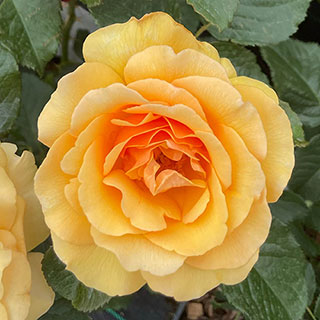 Harkness Rose 'Unconditional Love'