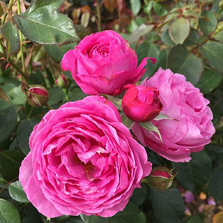 Harkness Rose 'Happy Wedding Anniversary' 