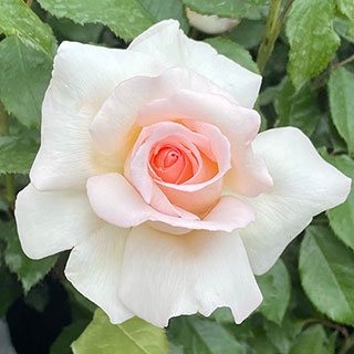 Harkness Rose 'Platinum 70th Wedding' 