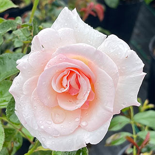 Harkness Rose 'Precious Child'