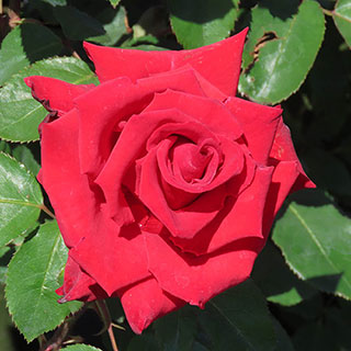Harkness The England Rugby Rose