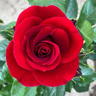 Harkness Rose 'Queen of Bhutan'