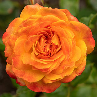 Rose of the Year 2024 'Meteor'
