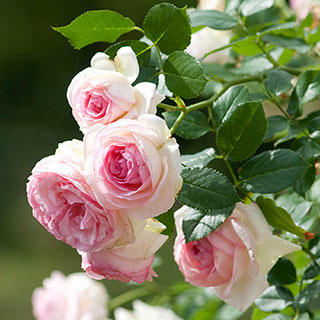 Rose 'Eden'