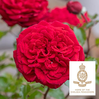 Harkness Rose 'Chelsea Pensioner' 
