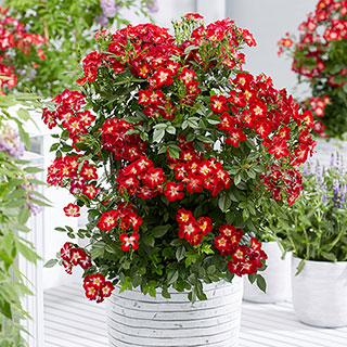 Rose 'Everglow Ruby'