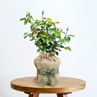 Harkness Gift Wrapped Rose 'Chandos Beauty' 