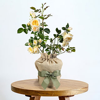 Harkness Roses Gift Wrapped Rose 'Cream Abundance'