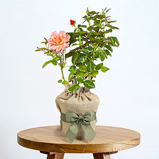 Harkness Gift Wrapped Rose 'Easy Does It' 