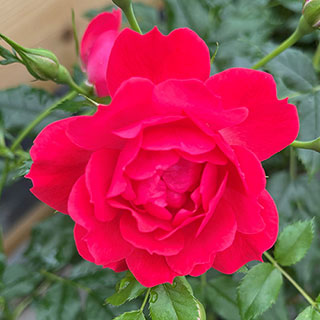 Harkness Rose 'Raspberry Royale'