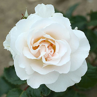 Harkness Rose 'Margaret Merril' 