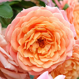 Climbing Rose 'Peach Melba'