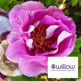 Harkness Rose 'Memories and Moments' 