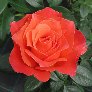 Rose 'To Absent Friends'