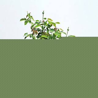 Rose 'My Valentine' Gift Wrapped