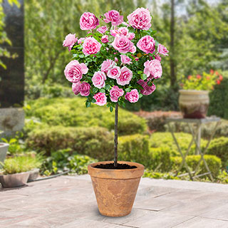 Harkness Standard 'Graciously Pink'