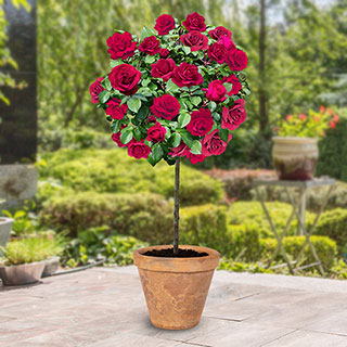 Harkness Standard 'Raspberry Royale'