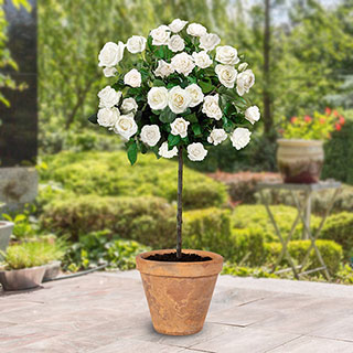 Harkness Standard 'Snowcap'