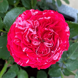 Rose 'Konstantina Freska'