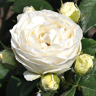 Rose 'Pearl Vaza'