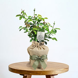 Gift Wrapped Father's Day Rose with Plaque