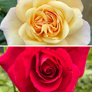 Climbing Rose Collection