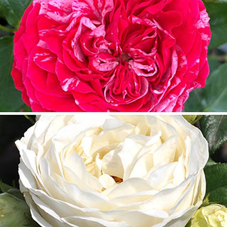 Old English Rose Collection