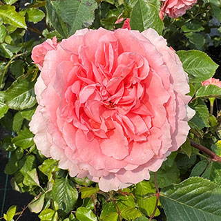 'Dave The Plantman' Rose