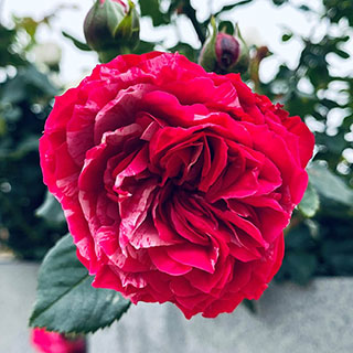 Rose Duke of Edinburgh