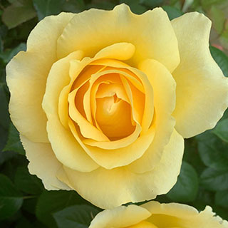 Harkness Rose 'Alfie Boe' 