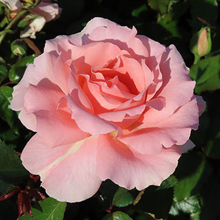 Harkness Rose 'L'Aimant' 