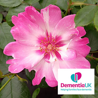 Harkness Rose 'Patricia Boe'