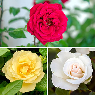 Rose 'Florist's Delight' Collection 