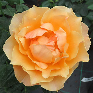 Harkness Rose 'King Arthur'
