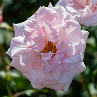 Harkness Rose 'Sir Lancelot'