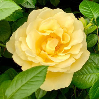 Harkness Rose 'Harmony'